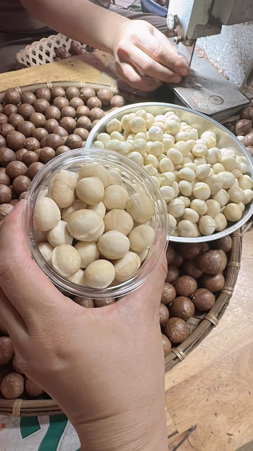 TUHO-Nhân macca vừa